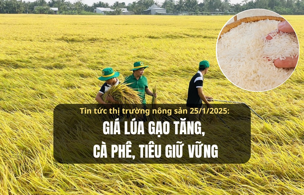 Tin tức thị trường nông sản 25/1/2025: Giá lúa gạo tăng, cà phê, tiêu giữ vững