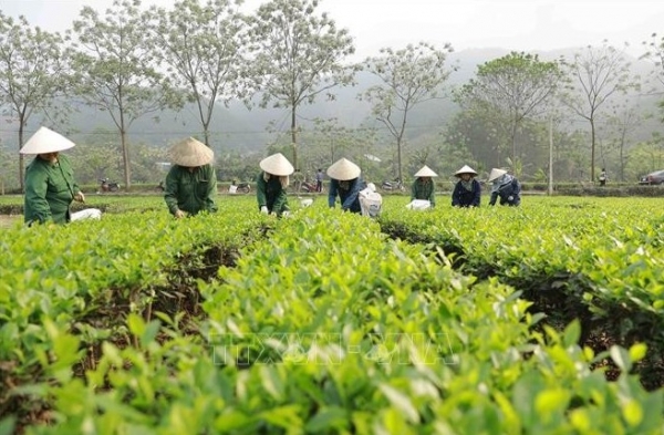 Tuyên Quang: Vẽ nên bức tranh nông thôn mới xanh tươi