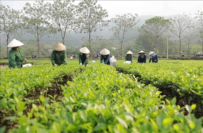 Tuyên Quang: Vẽ nên bức tranh nông thôn mới xanh tươi