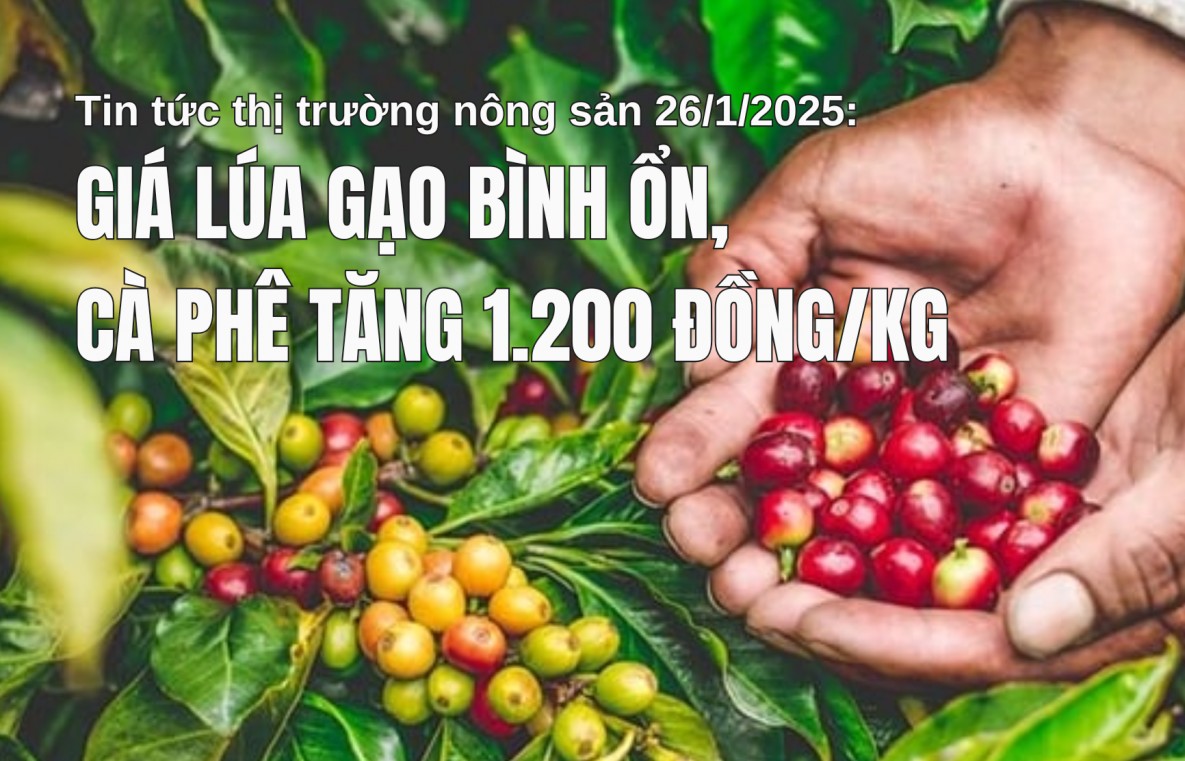 Tin tức thị trường nông sản 26/1/2025: Giá lúa gạo bình ổn, cà phê tăng 1.200 đồng/kg