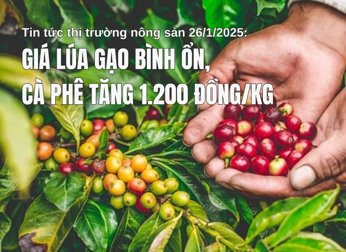 Tin tức thị trường nông sản 26/1/2025: Giá lúa gạo bình ổn, cà phê tăng 1.200 đồng/kg