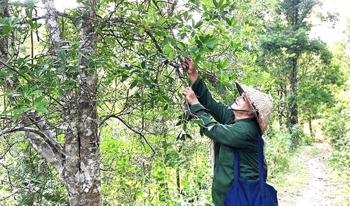 Cây Hồi: Hương vị nồng nàn, biểu tượng của vùng cao xứ Lạng