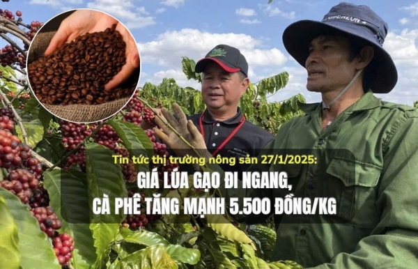 Tin tức thị trường nông sản 27/1/2025: Giá lúa gạo đi ngang, cà phê tăng mạnh 5.500 đồng/kg