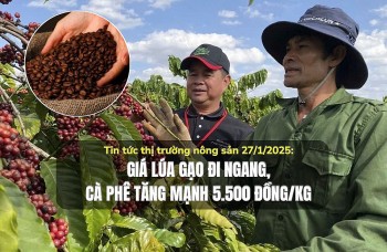 Tin tức thị trường nông sản 27/1/2025: Giá lúa gạo đi ngang, cà phê tăng mạnh 5.500 đồng/kg