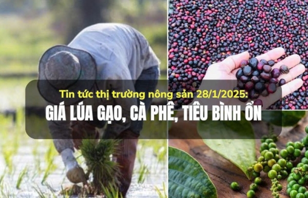 Tin tức thị trường nông sản 28/1/2025: Giá lúa gạo, cà phê, tiêu bình ổn