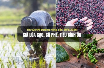 Tin tức thị trường nông sản 28/1/2025: Giá lúa gạo, cà phê, tiêu bình ổn