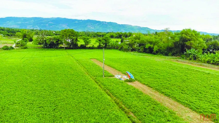 Quảng Nam: Làng nông nghiệp hữu cơ đầu tiên đạt chứng chỉ quốc tế