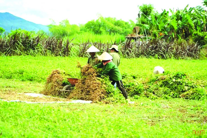 Quảng Nam: Làng nông nghiệp hữu cơ đầu tiên đạt chứng chỉ quốc tế