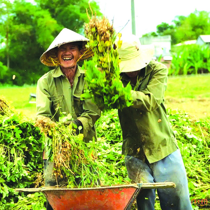 Quảng Nam: Làng nông nghiệp hữu cơ đầu tiên đạt chứng chỉ quốc tế