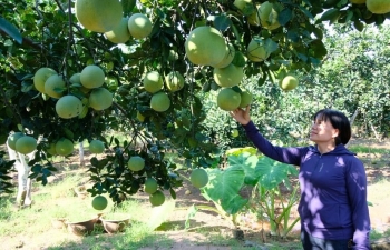 Hà Nội phát triển vùng và xây dựng thương hiệu cho sản phẩm nông nghiệp chủ lực