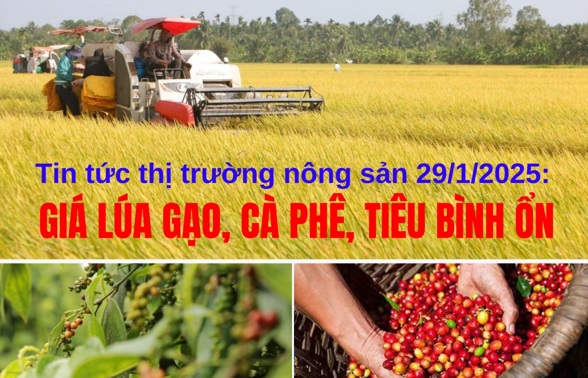 Tin tức thị trường nông sản 29/1/2025: Giá lúa gạo, cà phê, tiêu bình ổn