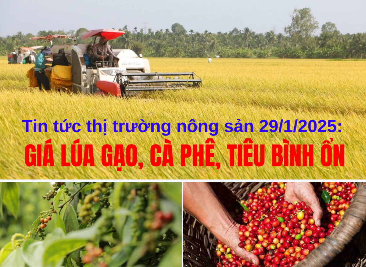 Tin tức thị trường nông sản 29/1/2025: Giá lúa gạo, cà phê, tiêu bình ổn