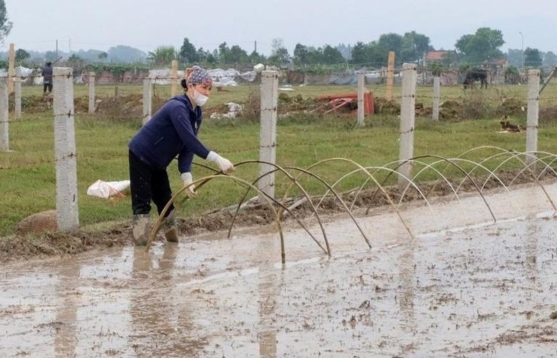 Hà Nội vào vụ lúa Xuân: Khẩn trương gieo cấy, quyết tâm thắng lợi