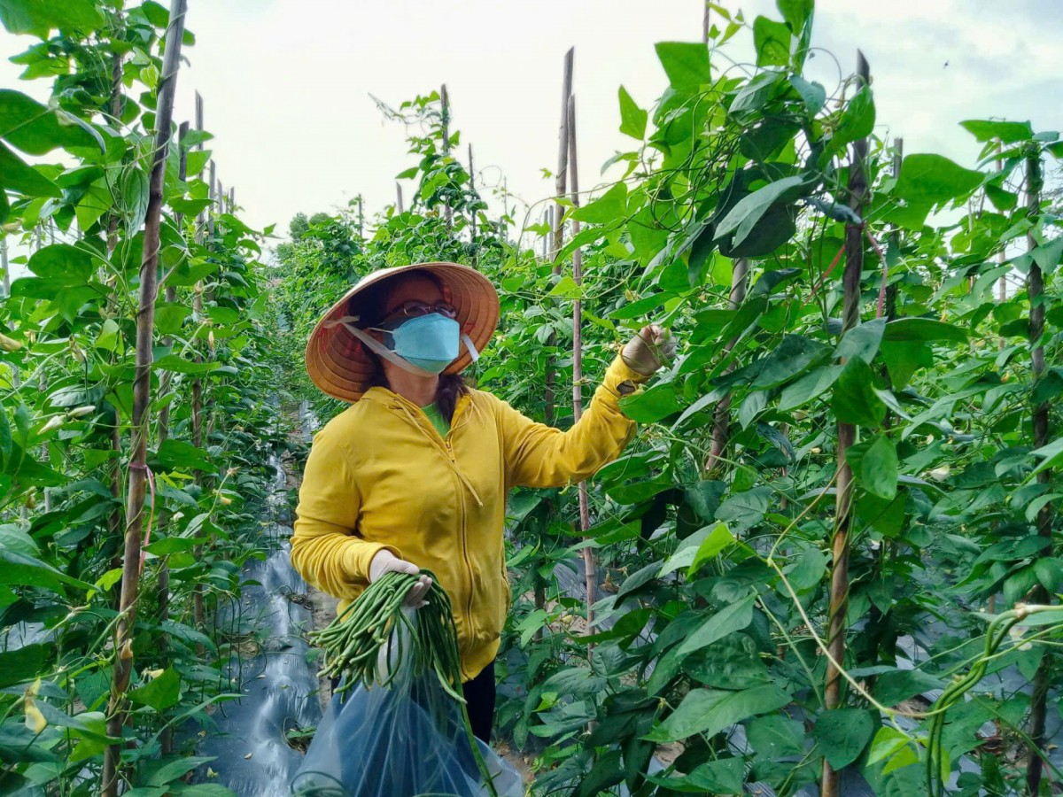 Nông dân khẩn trương xuống đồng sau Tết, sẵn sàng cho vụ xuân