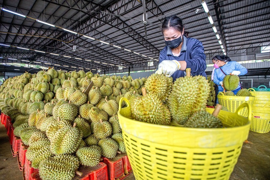 Sầu riêng xuất khẩu lao đao vì Trung Quốc siết kiểm định