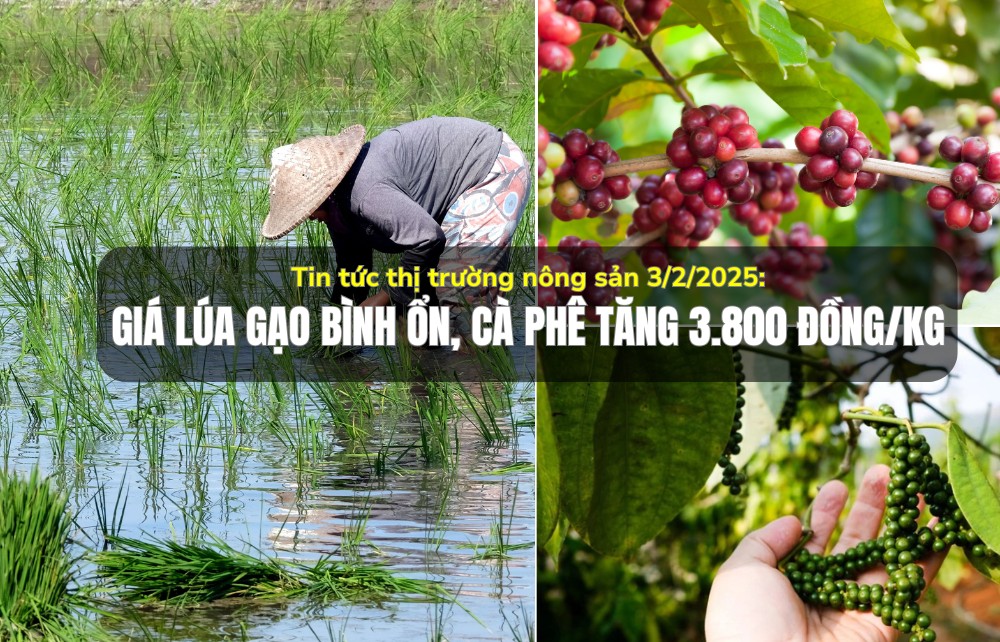 Tin tức thị trường nông sản 3/2/2025: Giá lúa gạo bình ổn, cà phê tăng 3.800 đồng/kg