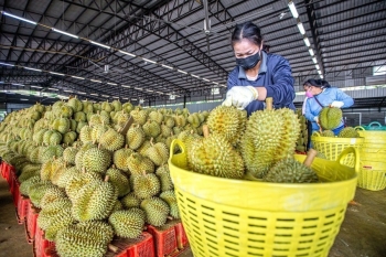 Sầu riêng xuất khẩu lao đao vì Trung Quốc siết kiểm định