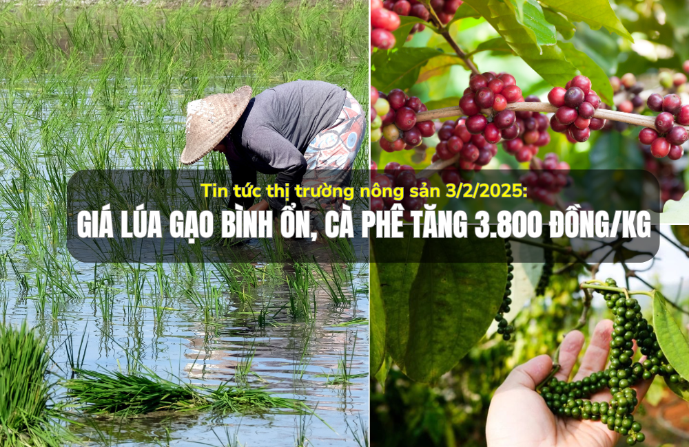 Tin tức thị trường nông sản 3/2/2025: Giá lúa gạo bình ổn, cà phê tăng 3.800 đồng/kg