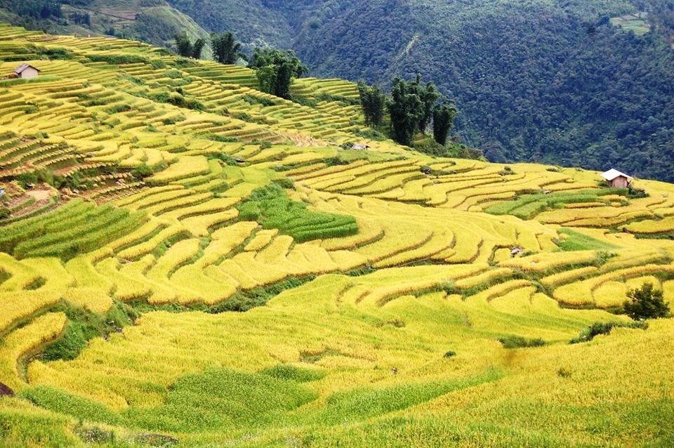 Thảo Nguyên Suối Thầu: Làng “Thụy sĩ” ở Xín Mần