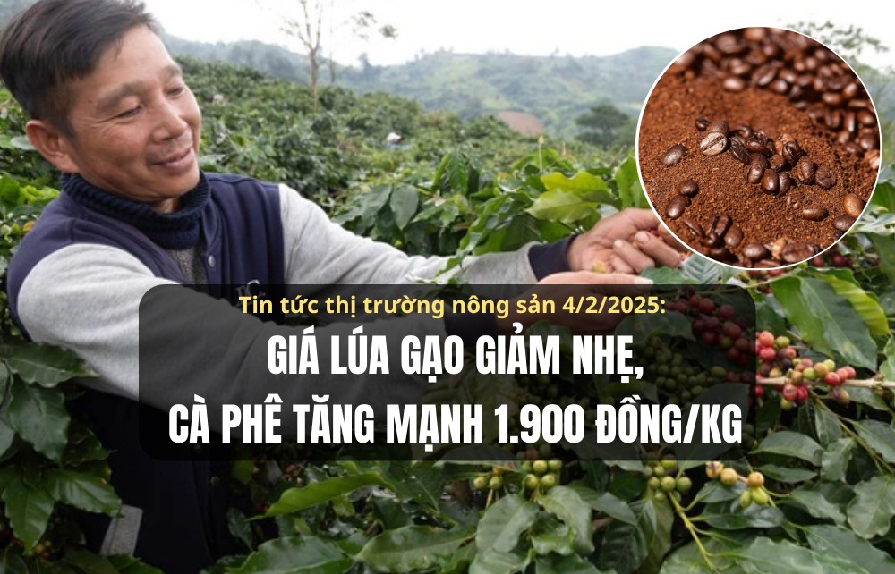 Tin tức thị trường nông sản 4/2/2025: Giá lúa gạo giảm, cà phê tăng 1.900 đồng/kg