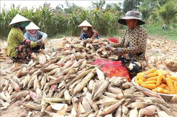 Cầu Ngang: Đẩy mạnh tái cơ cấu nông nghiệp, nâng cao hiệu quả kinh tế