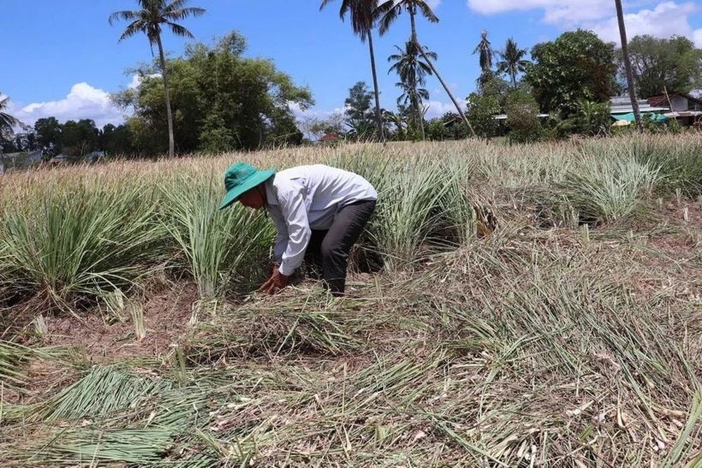 Tân Phú Đông: Vùng đất cù lao chuyển mình nhờ cây sả