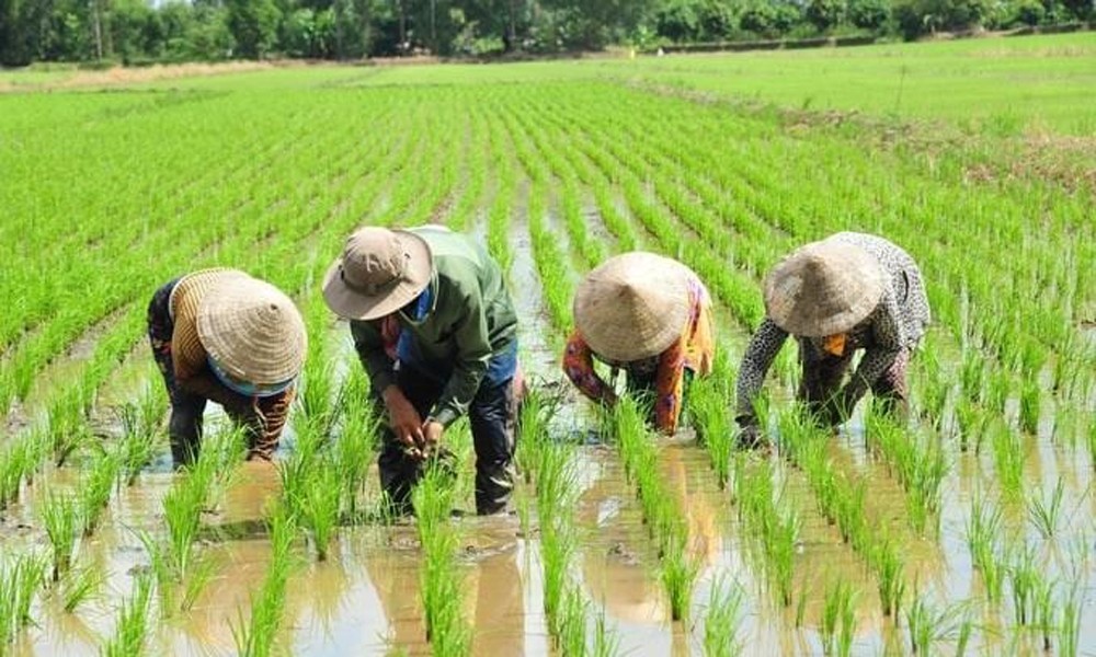 Hà Nội mở rộng danh mục cây trồng trên đất lúa: Hướng đi mới cho nông nghiệp bền vững