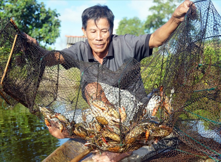 Trà Vinh: Nông nghiệp bứt phá nhờ liên kết chuỗi giá trị