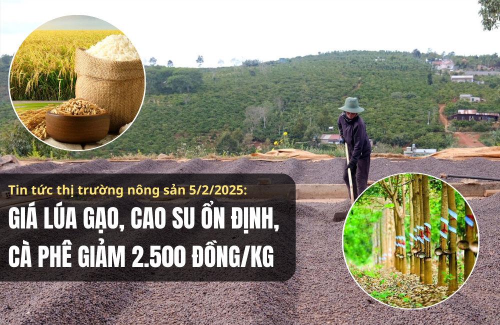 Tin tức thị trường nông sản 5/2/2025: Giá lúa gạo, cao su ổn định, cà phê giảm 2.500 đồng/kg