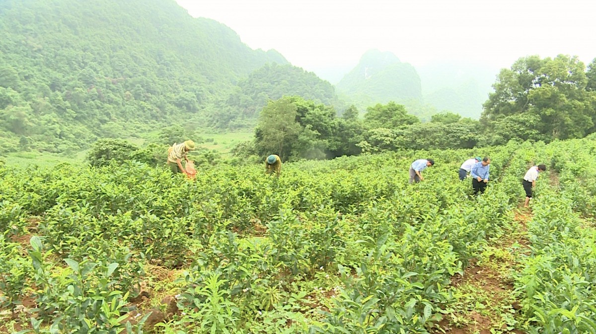 Đẩy mạnh mô hình trồng chè hữu cơ gắn với phát triển du lịch