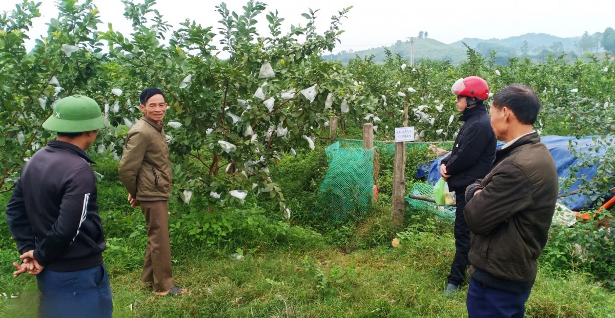 Ổi được trồng đảm bảo tiêu chuẩn an toàn, hướng tới xây dựng sản phẩm OCOP.