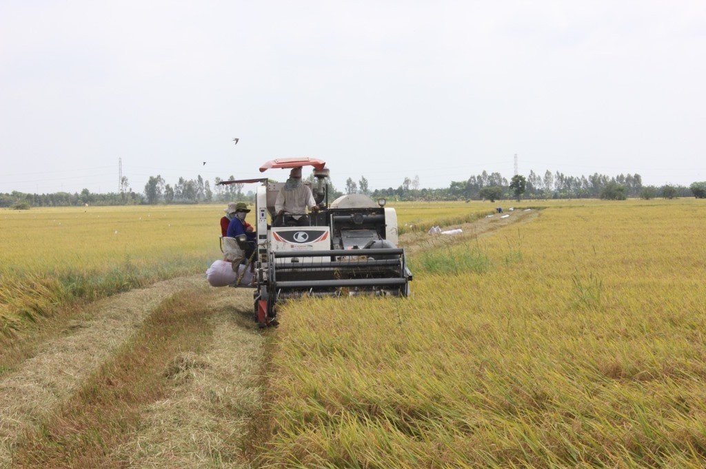 Châu Phú: Nâng tầm giá trị nông sản nhờ OCOP