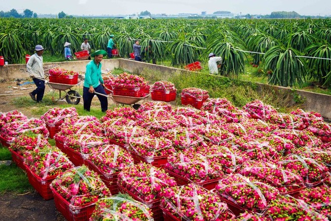 Đồng Nai: Nông nghiệp tăng trưởng ấn tượng, hướng đến hiện đại hóa