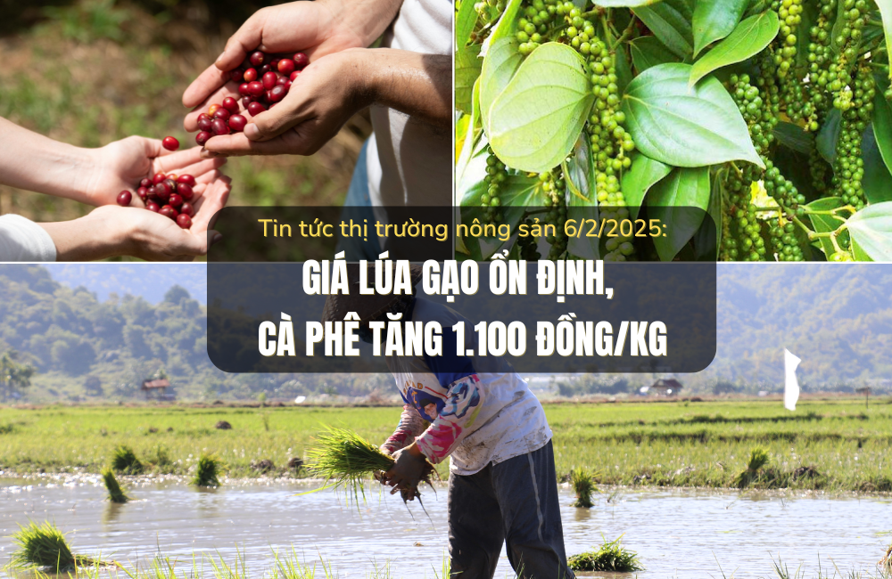 Tin tức thị trường nông sản 6/2/2025: Giá lúa gạo ổn định, cà phê tăng 1.100 đồng/kg