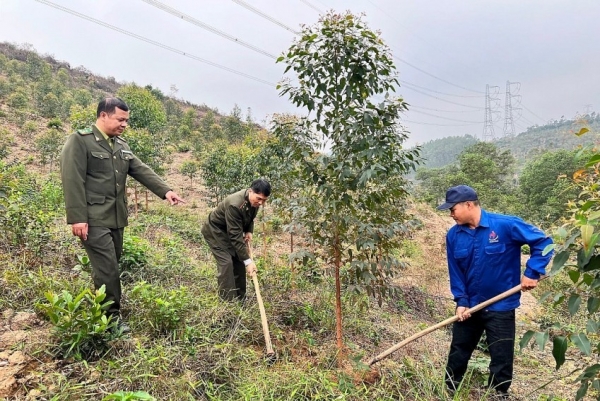 Hải Dương: Đẩy mạnh trồng rừng thay thế khắc phục thiệt hại do bão Yagi