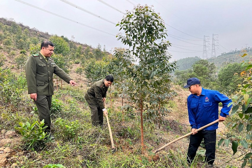 Toàn tỉnh Hải Dương đẩy mạnh trồng rừng thay thế khắc phục sau bão Yagi