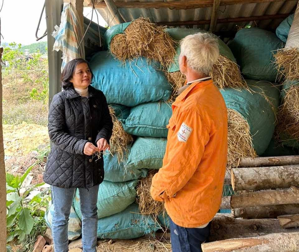 Chi cục Chăn nuôi và Thú y đang hướng dẫn hộ dân dự trữ thức ăn