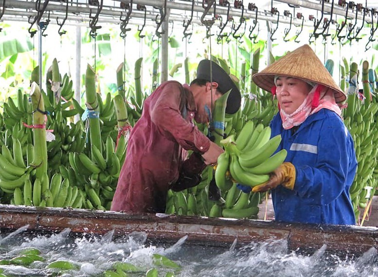 Xuất khẩu Chuối Việt Nam con đường phát triển vẫn gập ghềnh