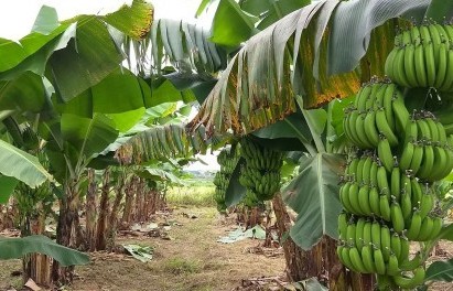 Xuất khẩu Chuối Việt Nam: Con đường phát triển vẫn gập ghềnh