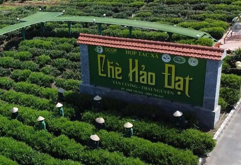 Nâng tầm Chè Tân Cương, lan tỏa hương vị Việt