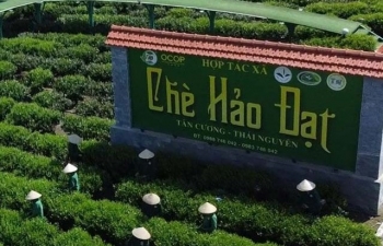 Nâng tầm Chè Tân Cương, lan tỏa hương vị Việt