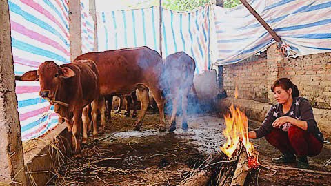 Nghệ An chủ động ứng phó rét đậm, gió mạnh, đảm bảo an toàn cho người dân