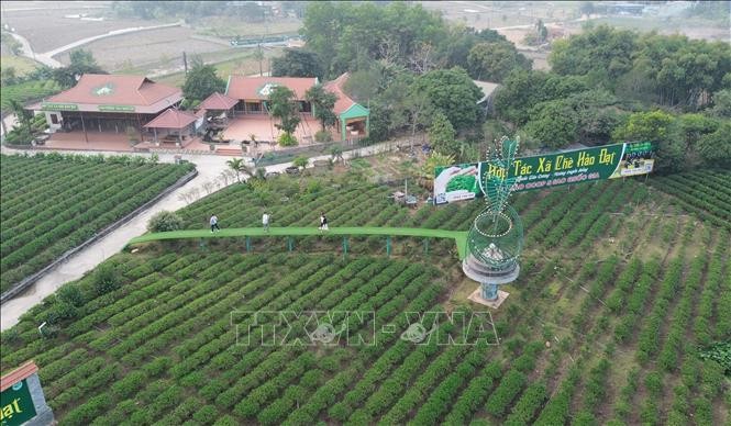 Lễ hội Hương sắc Trà xuân Tân Cương: Tôn vinh 
