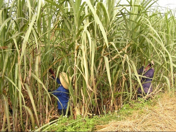 Canh tác mía bền vững: Hướng đi tất yếu cho ngành mía đường Việt Nam