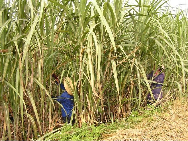 Canh tác mía bền vững: Hướng đi tất yếu cho ngành mía đường Việt Nam