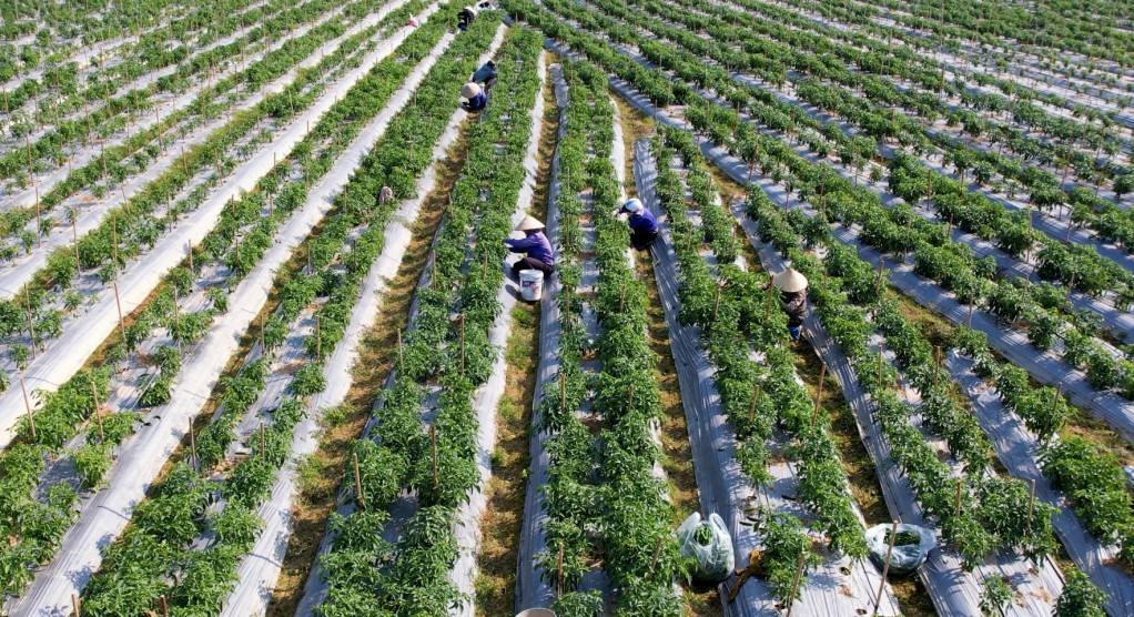 Quảng Ninh: Vượt bão, tăng tốc phát triển kinh tế quý I/2025