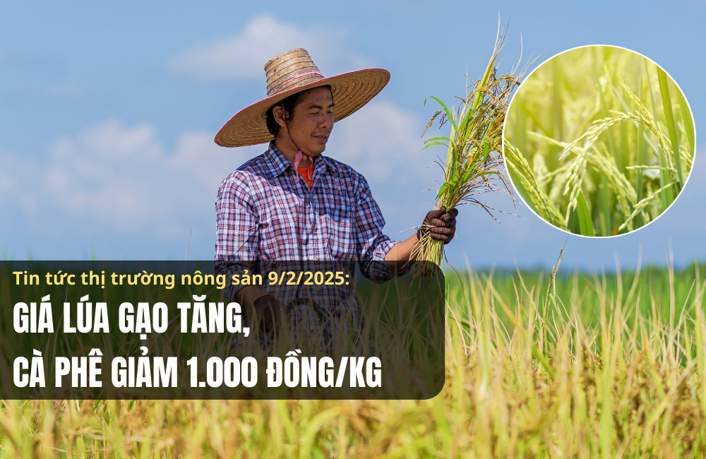 Tin tức thị trường nông sản 9/2/2025: Giá lúa gạo tăng, cà phê giảm 1.000 đồng/kg