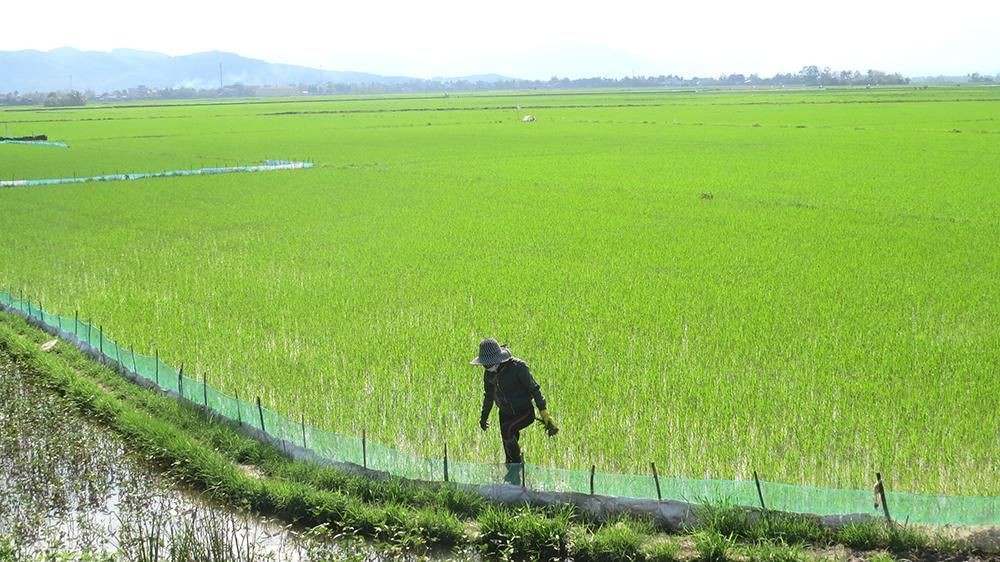 Đồng ruộng thiếu phù sa, nỗi lo mất mùa hiện hữu