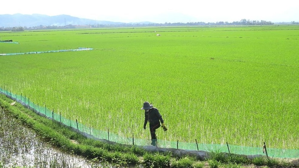 Đồng ruộng thiếu phù sa, nỗi lo mất mùa hiện hữu