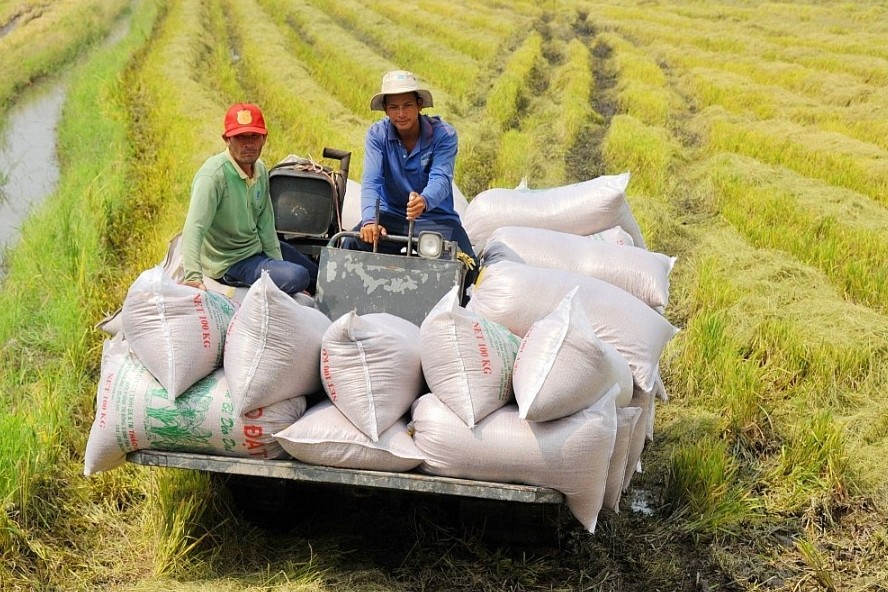 Áp lực cạnh tranh đè nặng lên xuất khẩu gạo Việt Nam